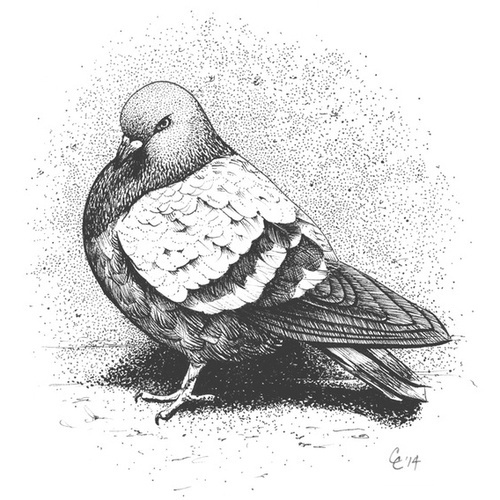 "City Pigeon" by Chris Cerrato | http://www.cerratosaurus.com/