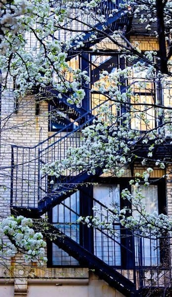 Likes | Tumblr #stairs #building #tree