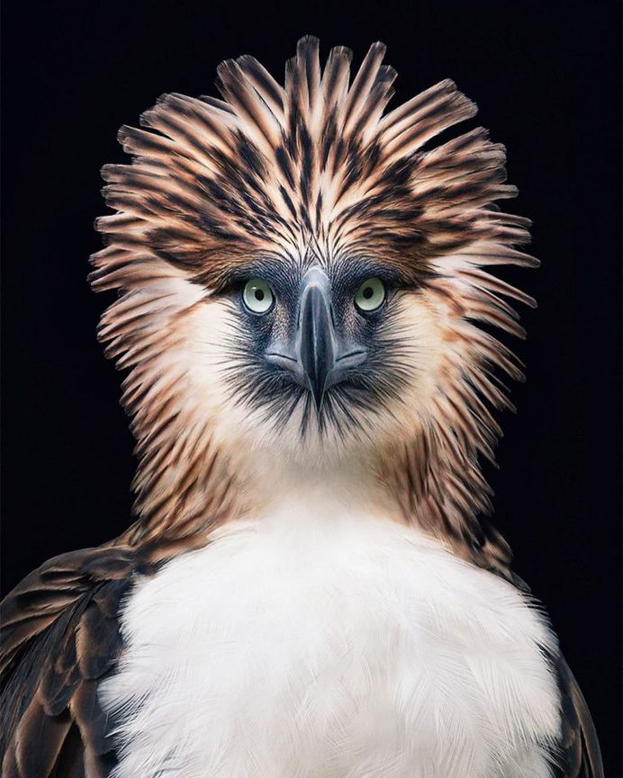 Magnificent Wild Animals Portrait Photography by Tim Flach