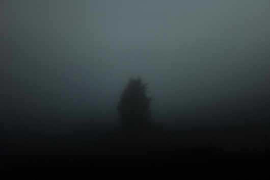 023 on the Behance Network #mist #photography #fog #tree