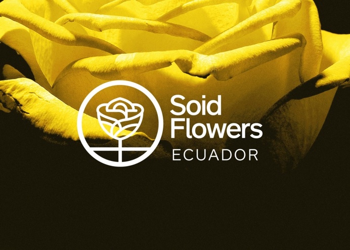 packaging, roses, flowers, box, identity, branding