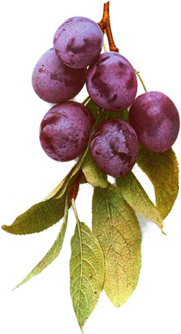 Grapes