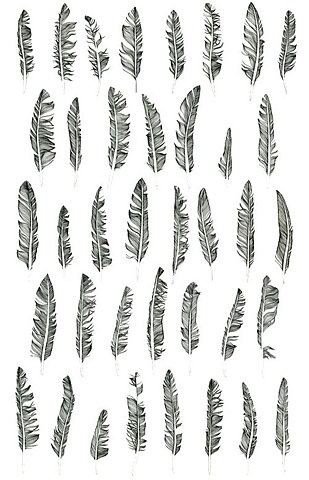 7e4e7a4bac7fa5c4dbc74b8842df2452e70bef29_m.jpg 309×480 pixels #illustration #drawing #feathers