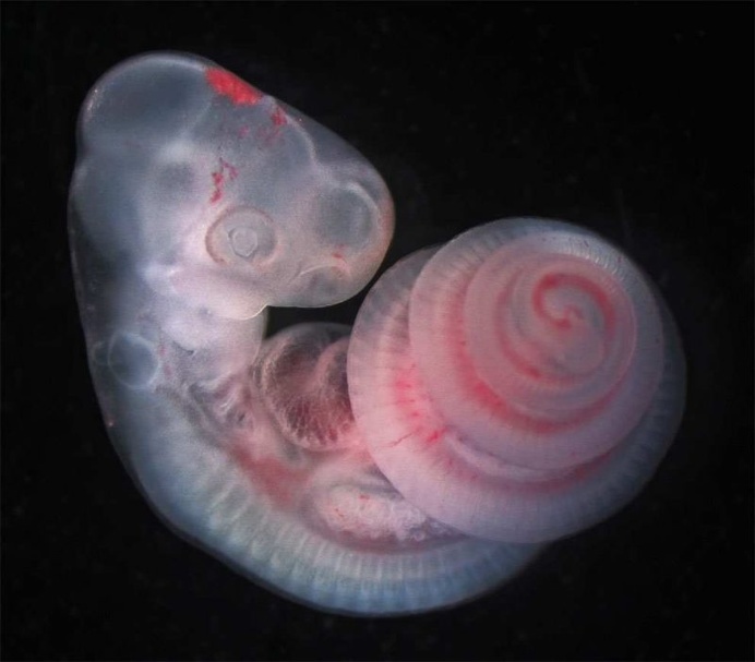 Finalists of The Royal Society Publishing Photography Competition 2016