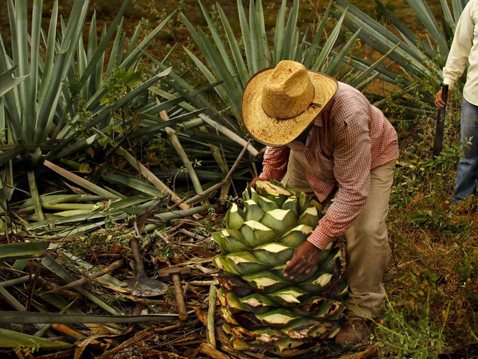 Makers_Bible_Mezcal_Atenco-4