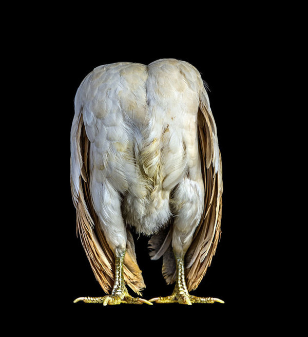 Cocks by Ernest Goh #inspiration #photography #animal