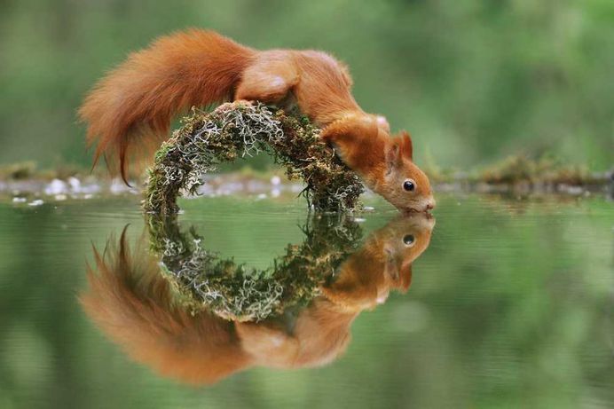 Julian Rad Captures Fabulous Photos of the European Red Squirrel
