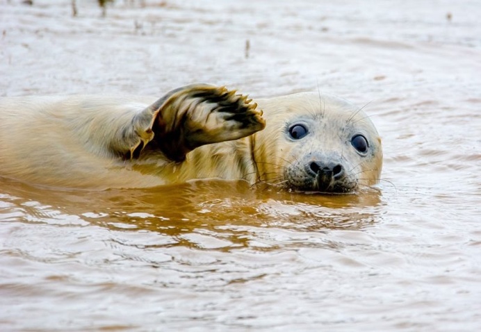 Hilarious Finalists of The Comedy Wildlife Photography Awards 2016