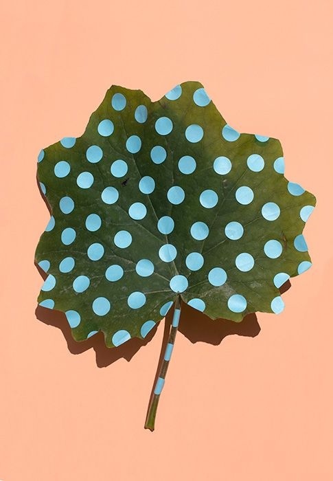 still life, polka dots, photography