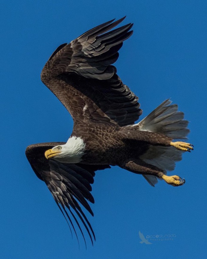 Birds of Florida: Fabulous Bird Photography by Andrea Pico Estrada