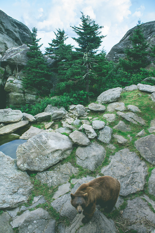 Sleepless Dreams #grizzly #mountain #spines #landscape #rocks #photography #bear #forest #animal
