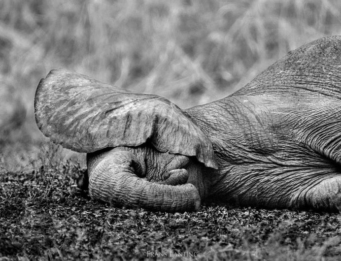 From the Amazon to Antarctica: WIldlife Photography by Frans Lanting