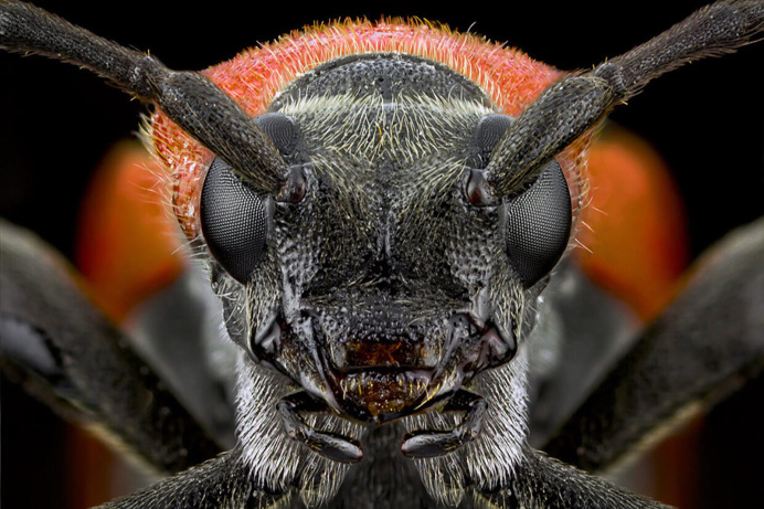 Extreme Macro Photography of Insect by Paulo Latães #macro #photography #insects #pauloLatães #Animals