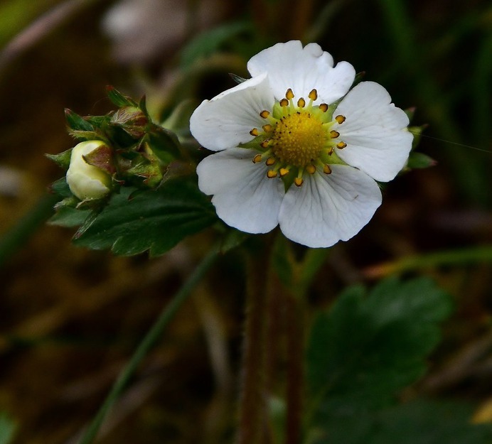 Wild Strawberry Fragaria vesca