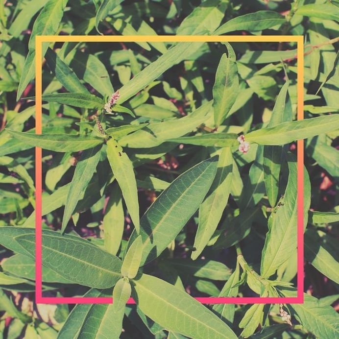 . #plants #print #graphic design #green