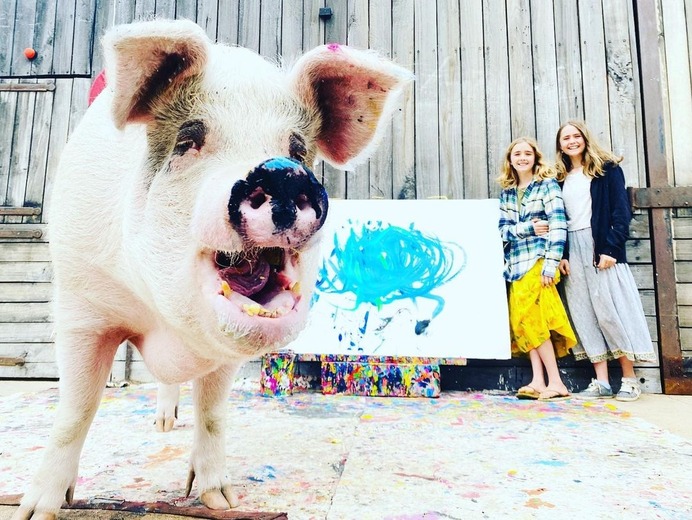 PIGCASSO Y SUS FANS