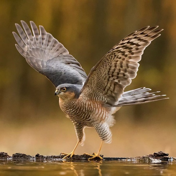 #birdfreaks: Stunning Bird Photography by Kotics Zsolt