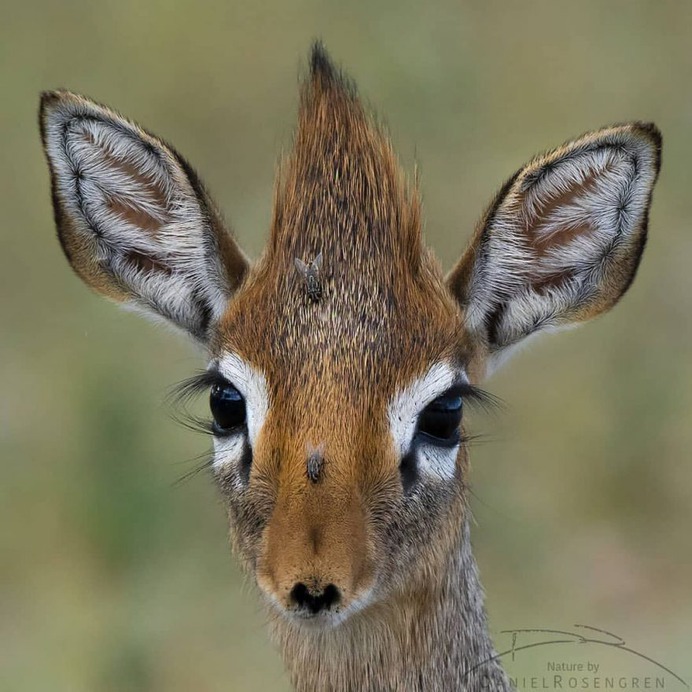 Awesome Wild Animals Photography by Daniel Rosengren