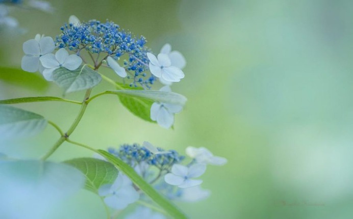 Candy Coloured Flowers Photography by Miyako Koumura