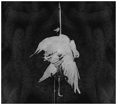FFFFOUND! | THEM THANGS #sword #bird