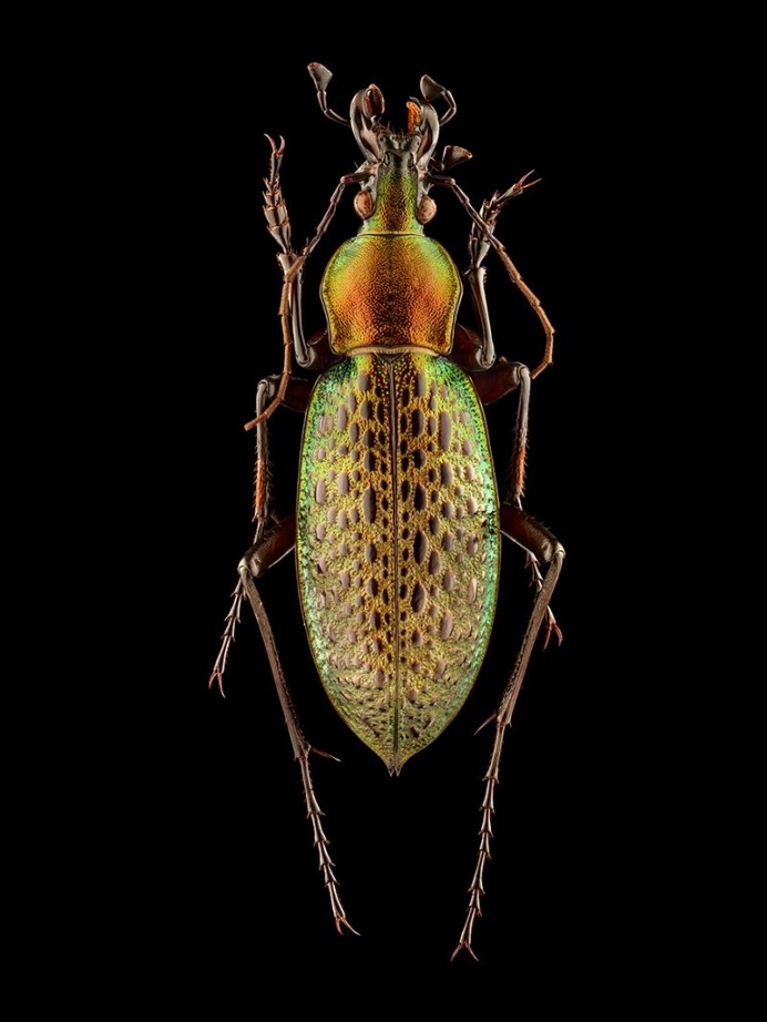 Microsculpture: Insect Portraits Under The Microscope by Levon Biss