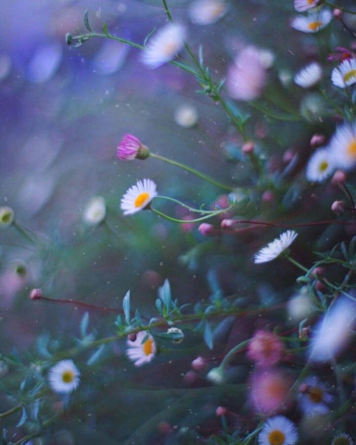 Absolutely gorgeous bokeh flower shot by Alice