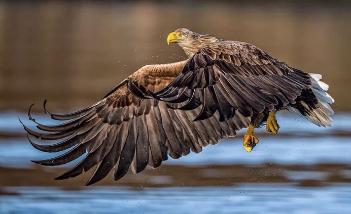 #bestbirdshots: Magnificent Bird Photography by Luigi Rotondaro