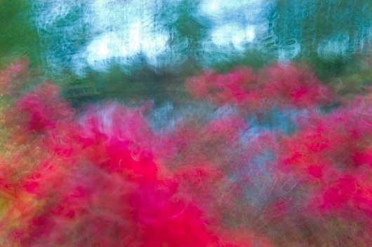 The garden of Monet #photography