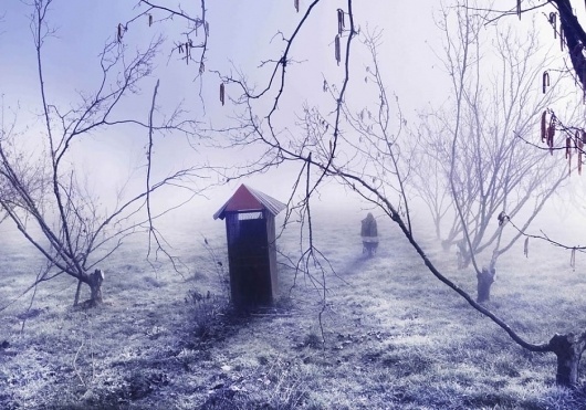 Andrew Pearce's Profile #fog #trees