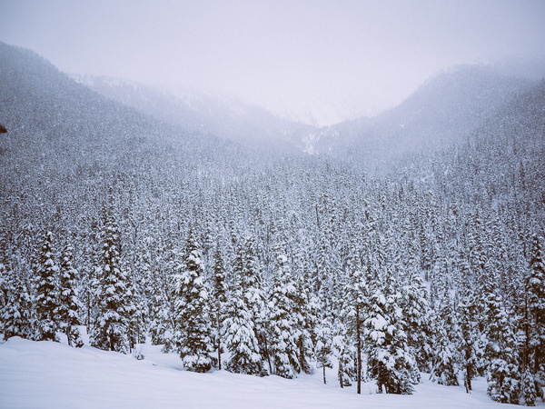 field of dreams. #photography #winter #snow #landscape #trees #mountains #canada #evergreens