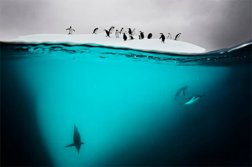 David Doubilet #animals #nature #penguins #landscape