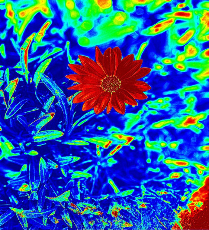 Red flower Phone Wallpaper #Wallpaper #flower #plant #photomanipulation #etsy