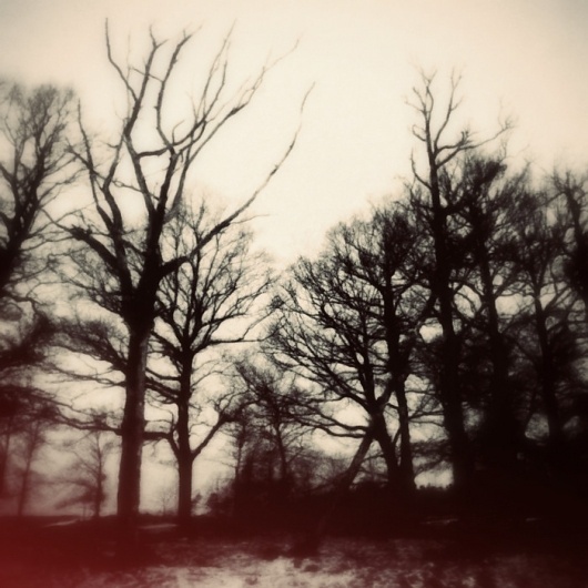 MÖRKERTRÄD – « DANIEL JOURNAL #photography #trees