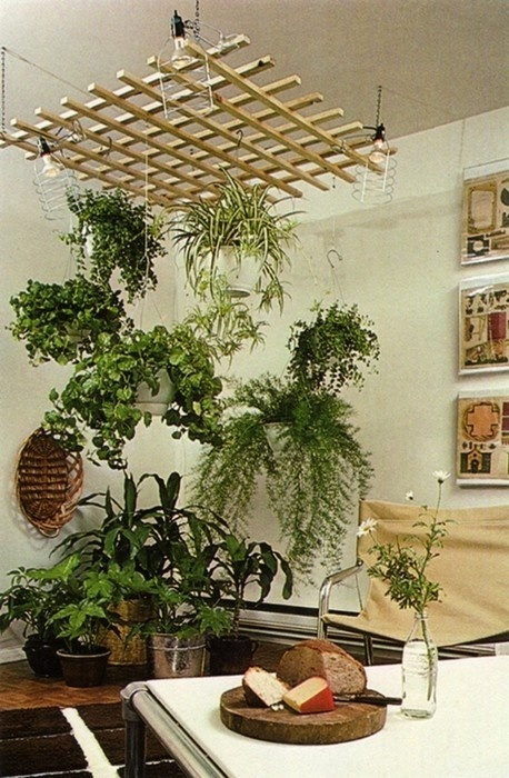 plant