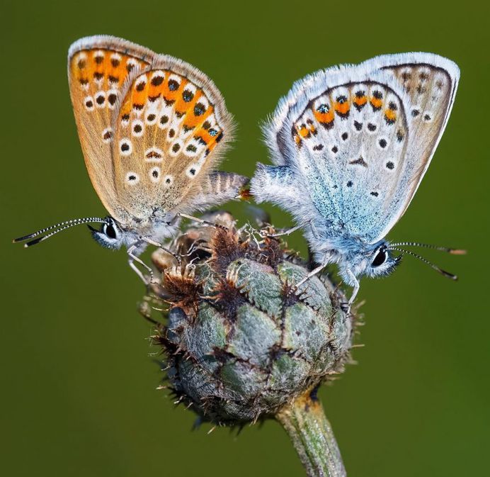Plebejus argus