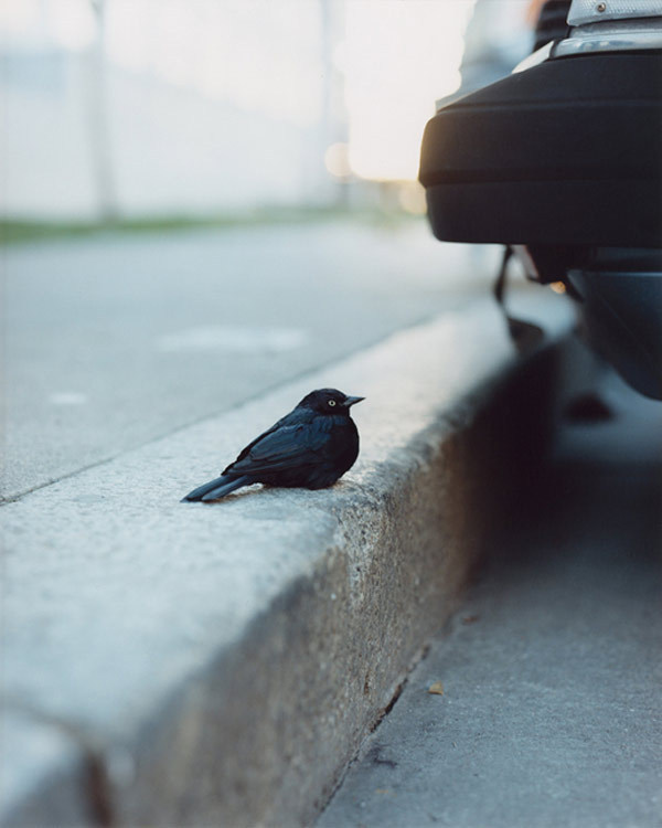 gregory halpern 04 #photography #bird
