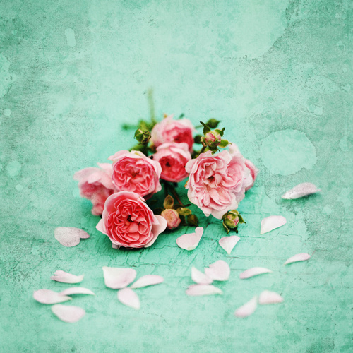 Ruth Beresford #photography #floral