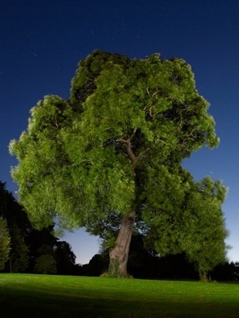 Freelance Photographer, Brighton, Sussex, UK : Photography by Jean-Luc Brouard : Photography Gallery: Personal #photo #tree