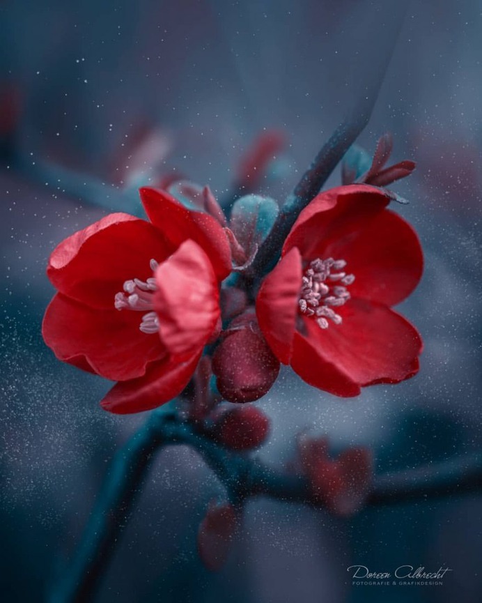 Magical Flowers Photography by Doreen Albrecht