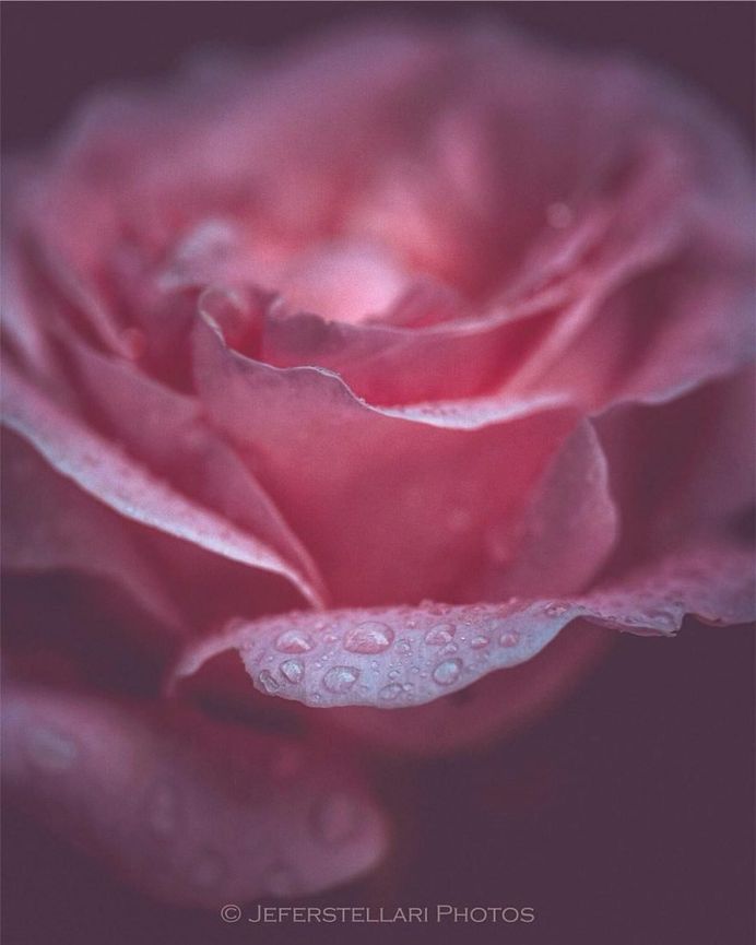 Beautiful Macro Flower Photography by Jeferson Silva Castellari