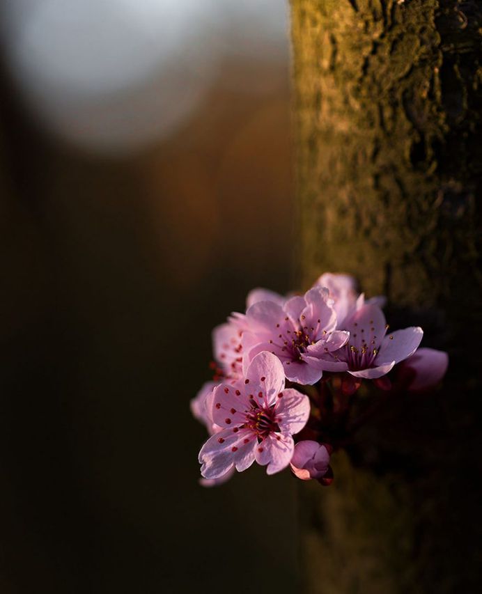 #splendid_flowers: Fantastic Flowers Photography by Elena Shavlovska