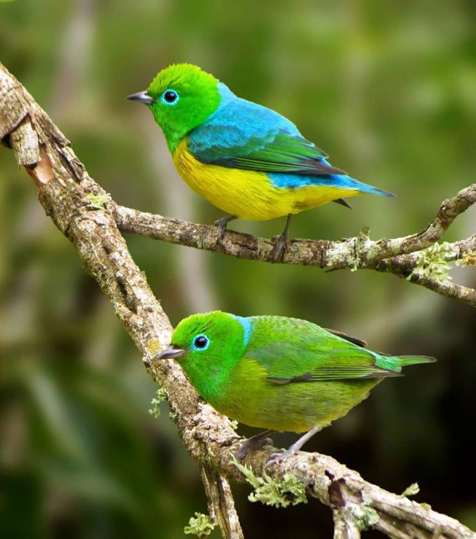 #kings_birds: Beautiful Bird Photography by Celso de Castro