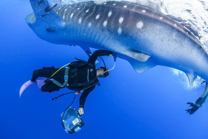 Majestic Underwater Shark Photos by Simon J Pierce