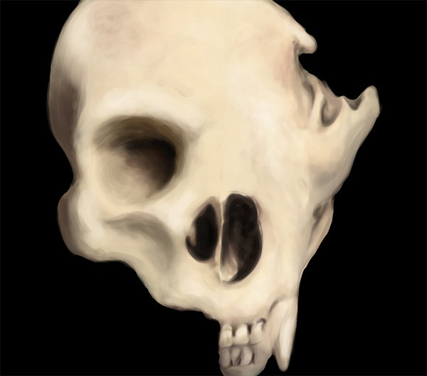 Franco Giovanella Portfolio Ilustração #human #paint #illustration #photoshop #bear #skull