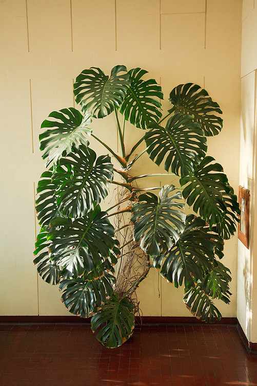 #monstera #monsteradeliciosa #plant #indoorplant