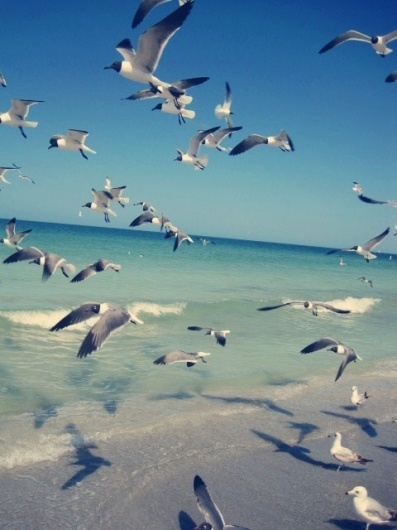 Sea gulls | Flickr - Photo Sharing! #ocean #photography #birds #nature