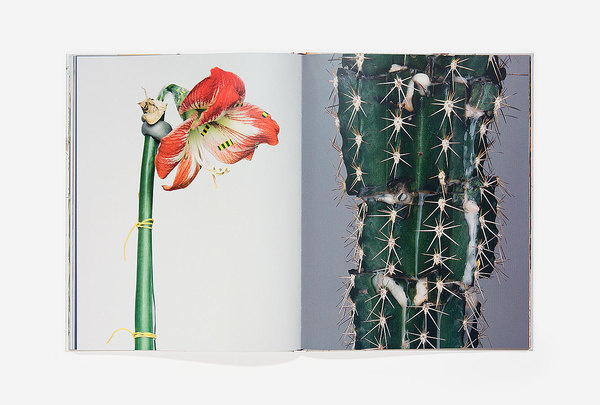 Bownik Disassembly #photography #plants #cactus