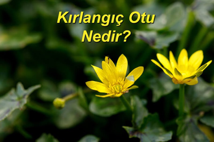 Kırlangıç otu nedir?