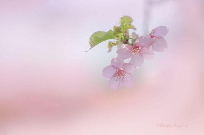 Beautiful Macro Flower Photography by Miyako Koumura