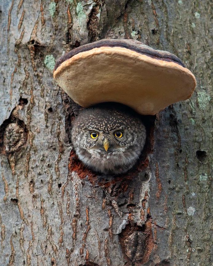 Majestic Photographs of Owls by Johnny Salomonsson